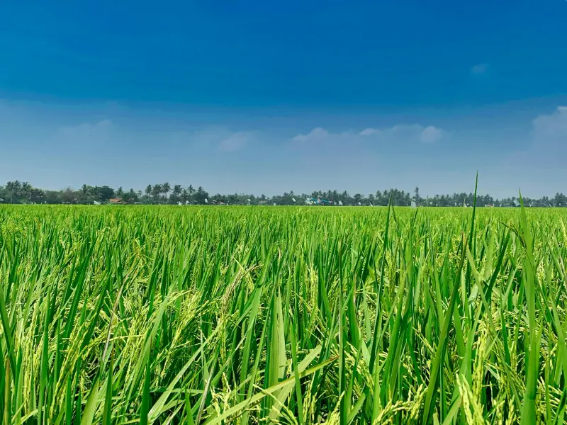 Visual ilustrasi hamparan sawah dan lahan pertanian